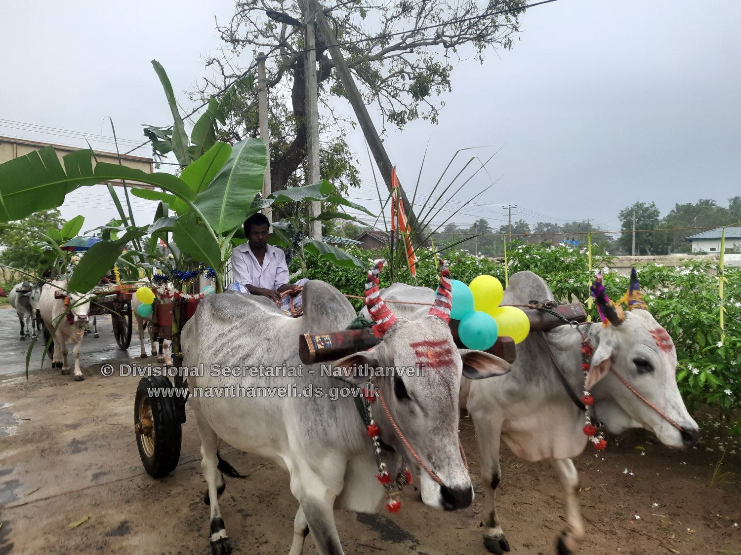 pongal vila 2023 4